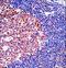 Minichromosome Maintenance Complex Component 4 antibody, LS-C164093, Lifespan Biosciences, Immunohistochemistry frozen image 