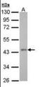 G Protein-Coupled Receptor 32 antibody, orb89984, Biorbyt, Western Blot image 