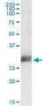 CD151 Molecule (Raph Blood Group) antibody, LS-C196869, Lifespan Biosciences, Western Blot image 