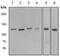 Janus Kinase 2 antibody, ab108596, Abcam, Western Blot image 