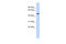 Chondroitin Sulfate Proteoglycan 5 antibody, 26-159, ProSci, Enzyme Linked Immunosorbent Assay image 