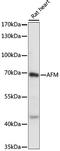 Afamin antibody, LS-C750224, Lifespan Biosciences, Western Blot image 
