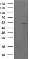 Matrix-remodeling-associated protein 2 antibody, LS-C174641, Lifespan Biosciences, Western Blot image 