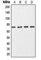 Collagen Type VIII Alpha 1 Chain antibody, orb213764, Biorbyt, Western Blot image 