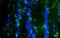 AIF1 antibody, NB100-1028, Novus Biologicals, Immunohistochemistry frozen image 