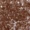 Coiled-Coil Domain Containing 91 antibody, PA5-58280, Invitrogen Antibodies, Immunohistochemistry frozen image 