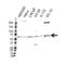 Ubiquitin Specific Peptidase 14 antibody, VMA00300, Bio-Rad (formerly AbD Serotec) , Western Blot image 