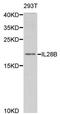 Interleukin-28B antibody, PA5-76800, Invitrogen Antibodies, Western Blot image 