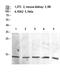 Histone Cluster 1 H2B Family Member A antibody, STJ98687, St John