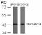 Mitogen-Activated Protein Kinase Kinase 4 antibody, 79-332, ProSci, Western Blot image 