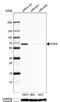 Alpha 2-HS Glycoprotein antibody, NBP1-90302, Novus Biologicals, Western Blot image 