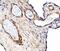 Platelet And Endothelial Cell Adhesion Molecule 1 antibody, A01513-3, Boster Biological Technology, Immunohistochemistry frozen image 