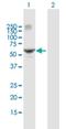 Retinoic Acid Receptor Gamma antibody, H00005916-B02P, Novus Biologicals, Western Blot image 