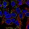 Glutamyl-TRNA Synthetase 2, Mitochondrial antibody, HPA043289, Atlas Antibodies, Immunofluorescence image 