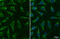 Transcription Factor A, Mitochondrial antibody, GTX112760, GeneTex, Immunofluorescence image 