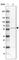 Tetratricopeptide Repeat Domain 31 antibody, HPA041783, Atlas Antibodies, Western Blot image 