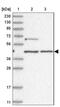 General Transcription Factor IIIC Subunit 2 antibody, NBP1-83062, Novus Biologicals, Western Blot image 