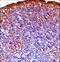 Glycogen Synthase Kinase 3 Alpha antibody, LS-C164395, Lifespan Biosciences, Immunohistochemistry frozen image 