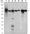 Signal Transducer And Activator Of Transcription 5B antibody, AM06481SU-N, Origene, Western Blot image 