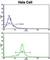 Golgi Phosphoprotein 3 antibody, abx033397, Abbexa, Western Blot image 