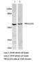 Telomeric Repeat Binding Factor 1 antibody, LS-C191901, Lifespan Biosciences, Western Blot image 