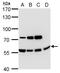 Anti-Mullerian Hormone antibody, PA5-35851, Invitrogen Antibodies, Western Blot image 