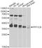 Protein Phosphatase 1 Catalytic Subunit Beta antibody, A13528, ABclonal Technology, Western Blot image 