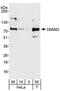 DM1 Locus, WD Repeat Containing antibody, NB100-95001, Novus Biologicals, Western Blot image 