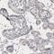 Centrosomal Protein 350 antibody, NBP2-59028, Novus Biologicals, Immunohistochemistry paraffin image 