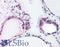 COP9 Signalosome Subunit 2 antibody, LS-B2751, Lifespan Biosciences, Immunohistochemistry frozen image 