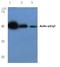Actin Gamma 2, Smooth Muscle antibody, AP06002PU-N, Origene, Western Blot image 