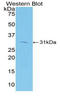 Hepatitis A Virus Cellular Receptor 1 antibody, LS-C295026, Lifespan Biosciences, Western Blot image 