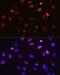 Jun Proto-Oncogene, AP-1 Transcription Factor Subunit antibody, GTX00960, GeneTex, Immunocytochemistry image 