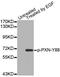 Paxillin antibody, MBS128320, MyBioSource, Western Blot image 