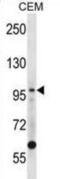 DNA Ligase 1 antibody, abx028339, Abbexa, Western Blot image 