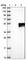 Wnt Family Member 8A antibody, HPA038539, Atlas Antibodies, Western Blot image 