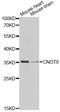CCR4-NOT Transcription Complex Subunit 8 antibody, A8058, ABclonal Technology, Western Blot image 