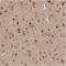 Trinucleotide Repeat Containing 18 antibody, NBP2-30515, Novus Biologicals, Immunohistochemistry frozen image 