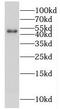 Follistatin Like 1 antibody, FNab03232, FineTest, Western Blot image 