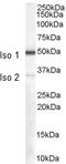 Neural Cell Adhesion Molecule 2 antibody, 45-990, ProSci, Immunofluorescence image 