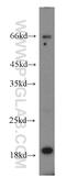 ENSA antibody, 14518-1-AP, Proteintech Group, Western Blot image 