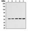 Tubulin alpha-3C/D chain antibody, LS-C353604, Lifespan Biosciences, Western Blot image 