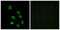 Olfactory Receptor Family 5 Subfamily K Member 1 antibody, GTX87567, GeneTex, Immunofluorescence image 