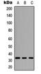 PD-L1 antibody, LS-C354589, Lifespan Biosciences, Western Blot image 