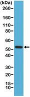 Cyclin B1 antibody, NBP2-61517, Novus Biologicals, Western Blot image 