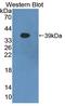 Protocadherin Beta 16 antibody, LS-C373214, Lifespan Biosciences, Western Blot image 