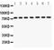 Lamin A/C antibody, PA5-79605, Invitrogen Antibodies, Western Blot image 