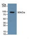 Gelsolin antibody, LS-C314482, Lifespan Biosciences, Western Blot image 