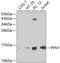 Profilin 1 antibody, 14-080, ProSci, Western Blot image 