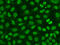 Flap Structure-Specific Endonuclease 1 antibody, 14-128, ProSci, Immunoprecipitation image 